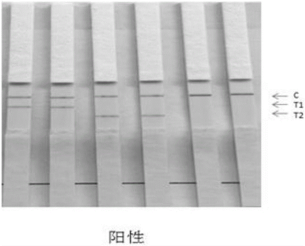 Test strip, preparation method thereof and application of test strip to combined detection of microalbuminuria and beta2 microglobulin