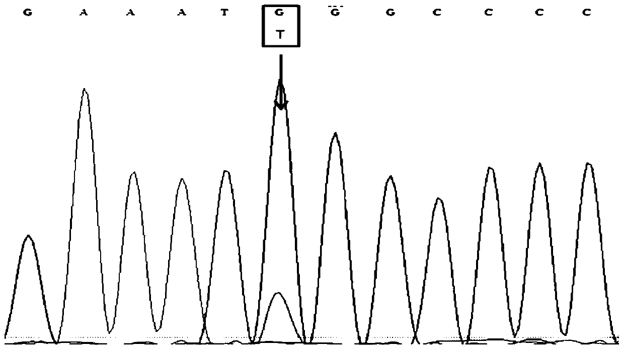 A method for rapidly detecting the single nucleotide polymorphism of cattle crabp2 gene and its special kit