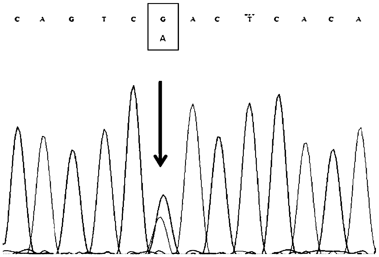 A method for rapidly detecting the single nucleotide polymorphism of cattle crabp2 gene and its special kit