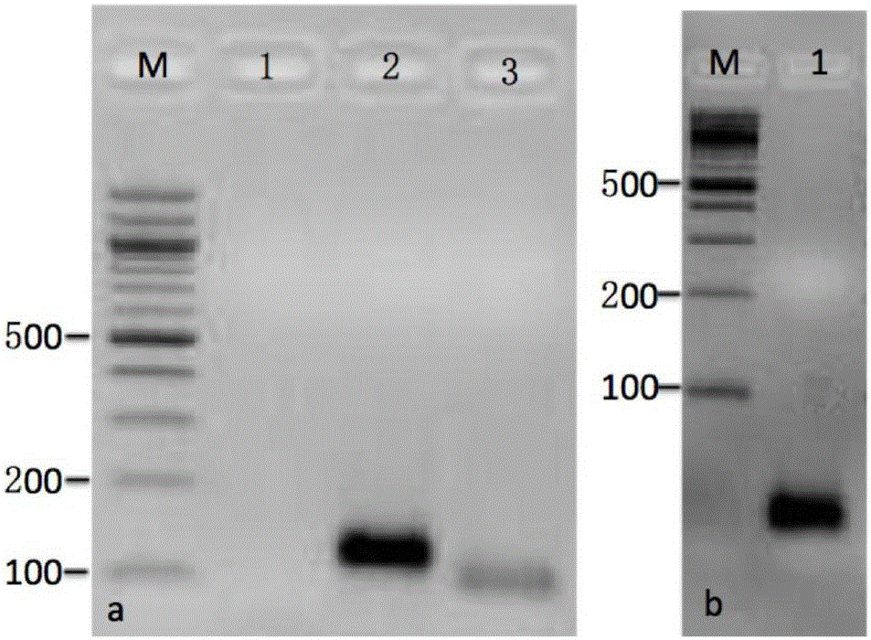 Cotton somatic cell chromosome Oligo-FISH (oligonucleotide-fluorescence in situ hybridization) method