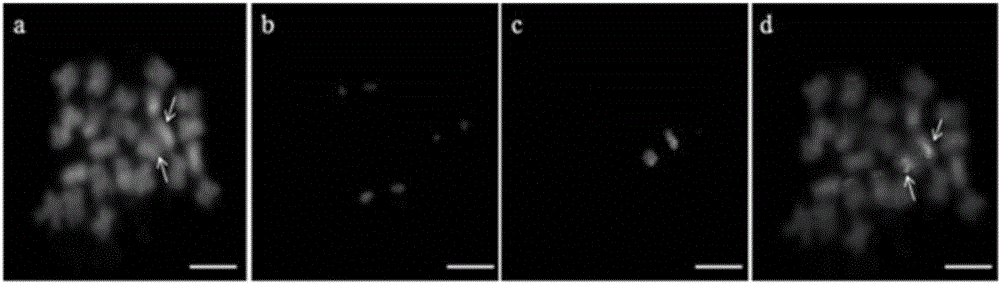 Cotton somatic cell chromosome Oligo-FISH (oligonucleotide-fluorescence in situ hybridization) method