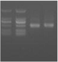 Anti-CD38 nano-antibody, encoding gene and application