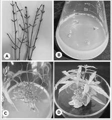 A method for vegetative propagation of dormant buds of Acer japonica