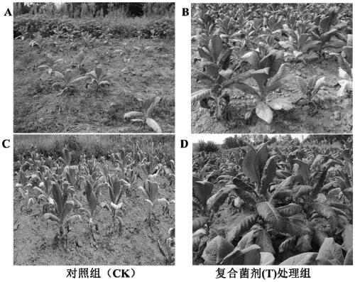 Compound microbial agent and application thereof in preventing and treating various plant diseases