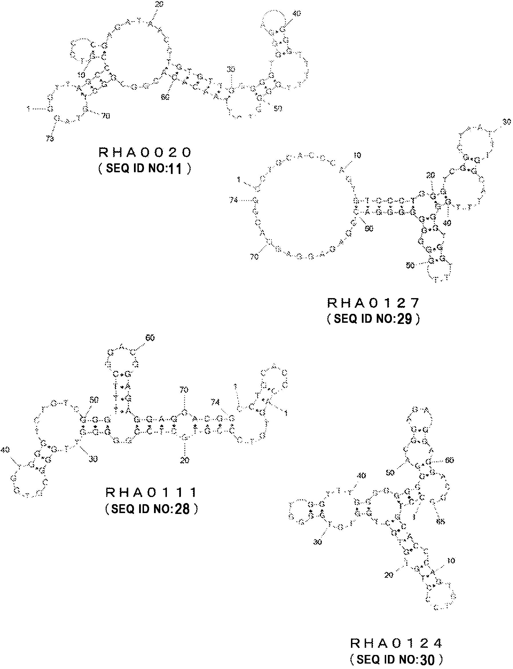 Nucleic acid molecule binding to influenza virus and use therefor