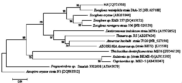 Zoogloearesiniphila HJ1 with ortho-xylene degradation capacity and application thereof
