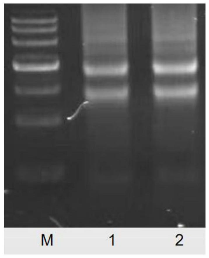 Binding protein of pathogenic vibrio PirB protein and application thereof