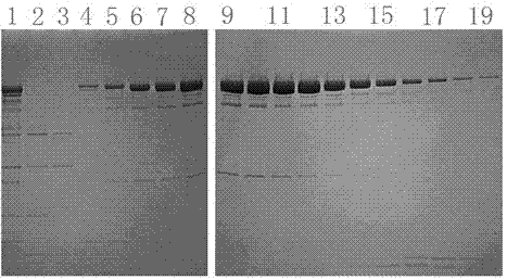 High-temperature-resistant Pyrolobus polymerase and efficient expression plasmid and application thereof