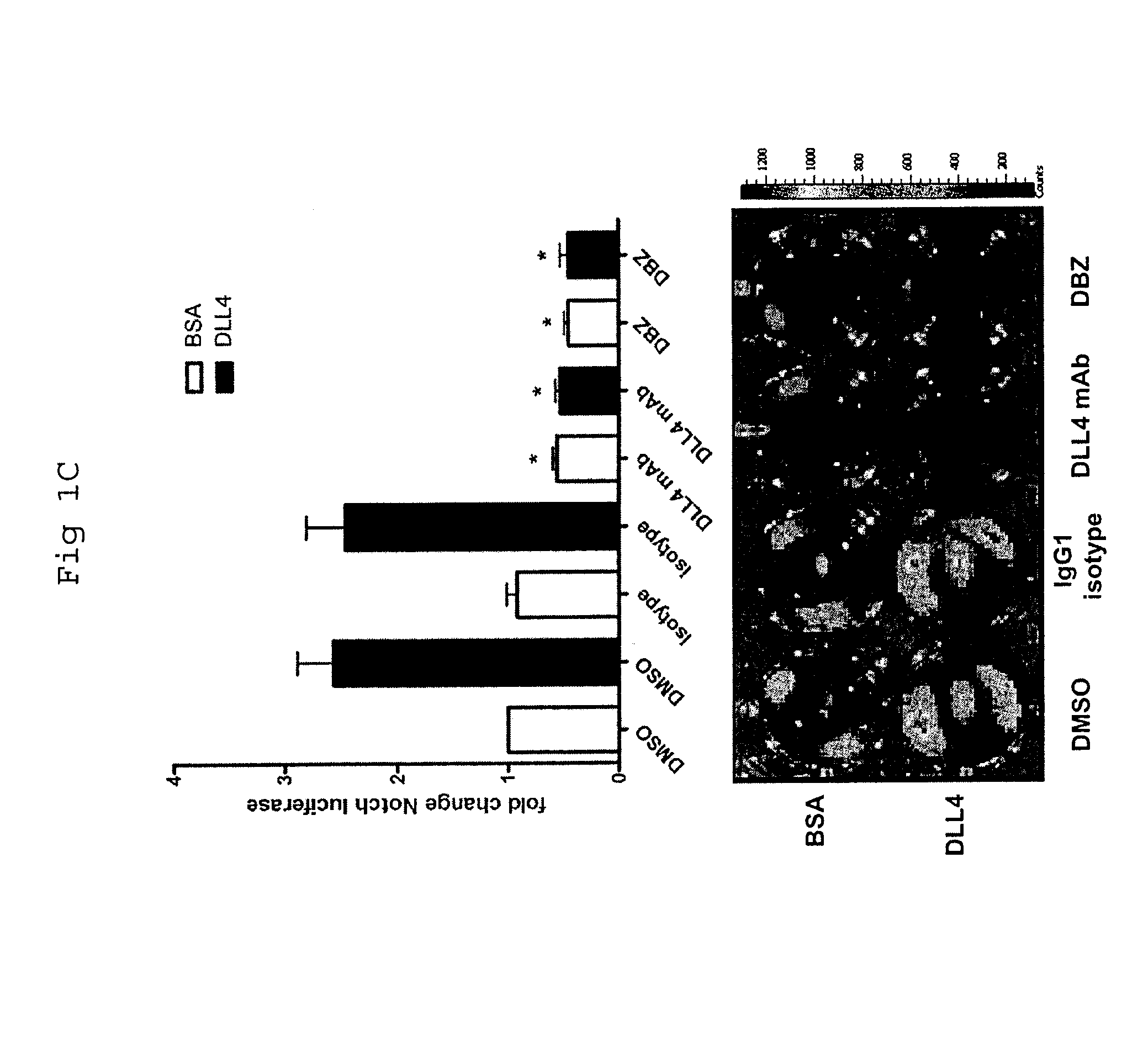 Methods of enhancing the response to radiation in tumor therapy using Anti-dll4 antibodies