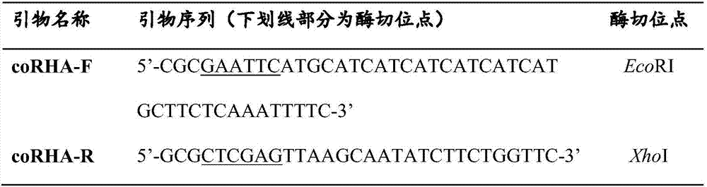 Alpha-L-rhamnosidase gene and application thereof