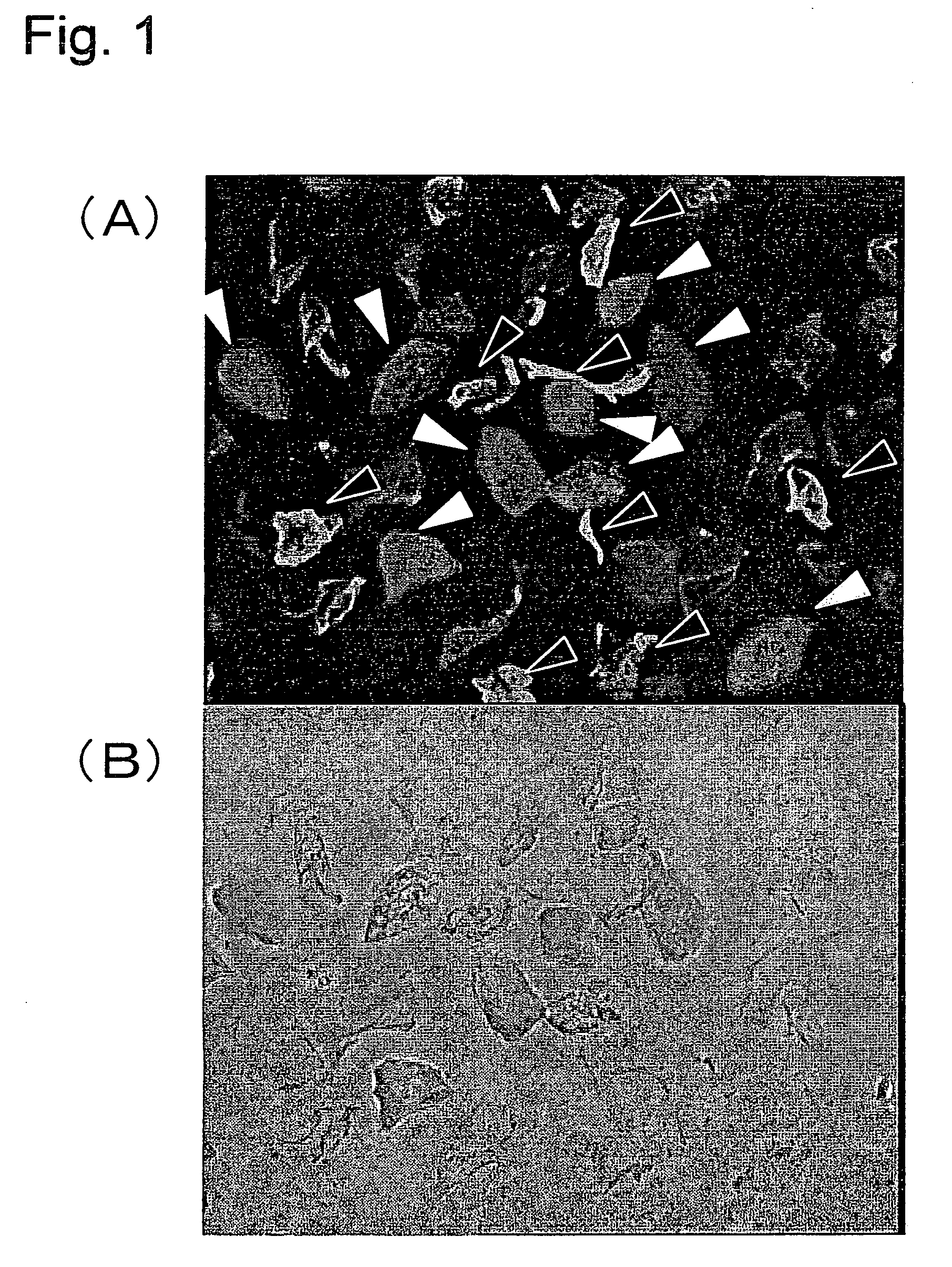 Method for evaluating the degree of maturity of corneocytes