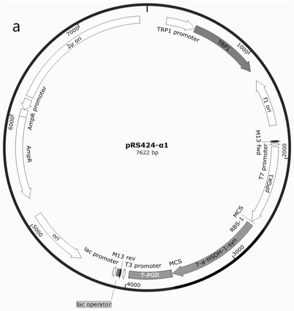 Engineering saccharomyces cerevisiae and method for preparing artificial bear bile powder