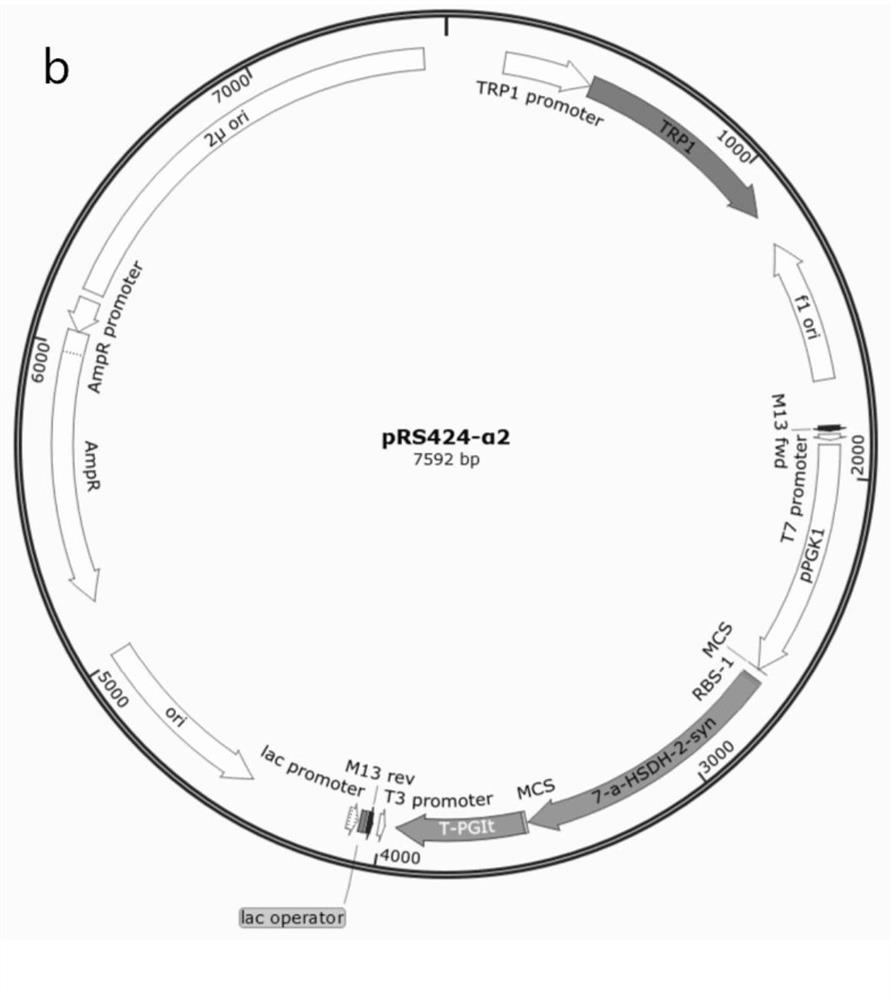 Engineering saccharomyces cerevisiae and method for preparing artificial bear bile powder