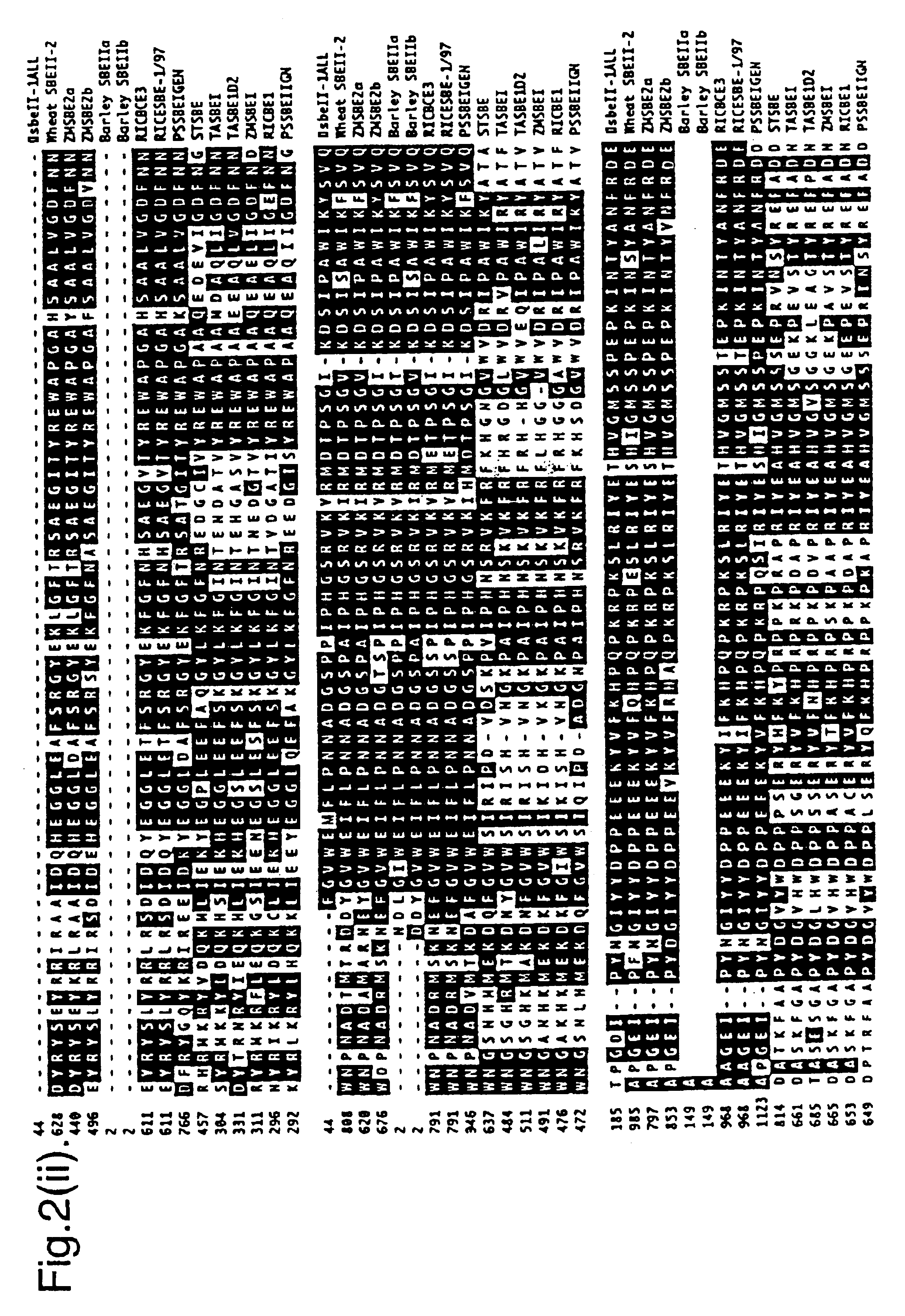 Isoforms of starch branching enzyme II (SBE-IIa and SBE-IIb) from wheat