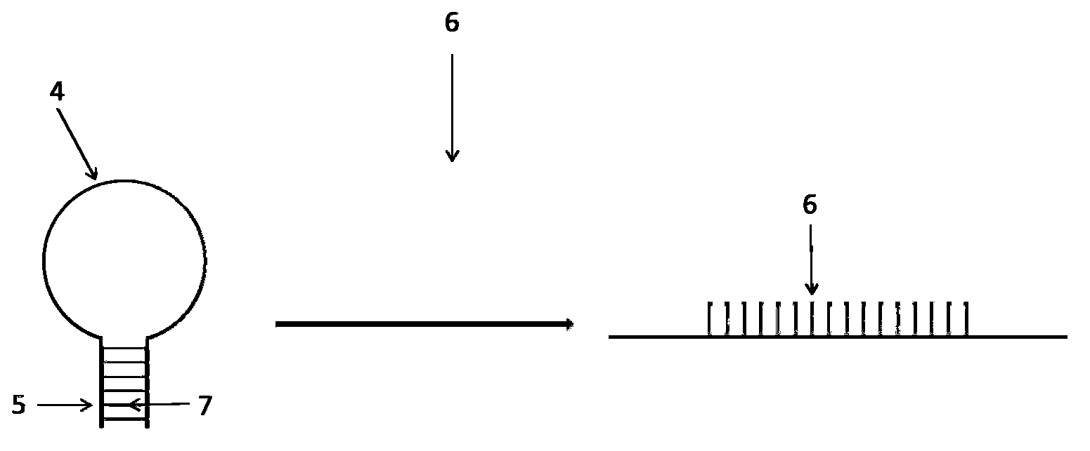 Nucleic acid detection method based on DNA (Deoxyribonucleic Acid) hairpin and RCA (Rolling Circle Amplification)