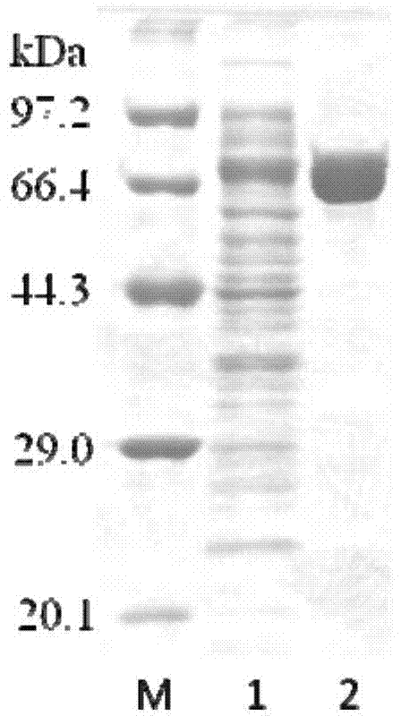 Glucan branching enzyme and coding gene and application thereof