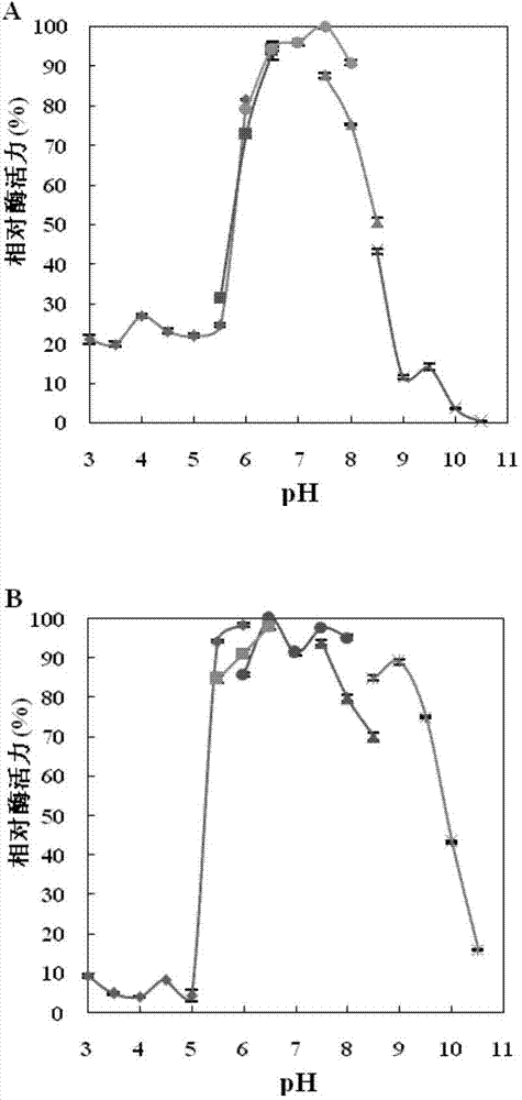 Glucan branching enzyme and coding gene and application thereof