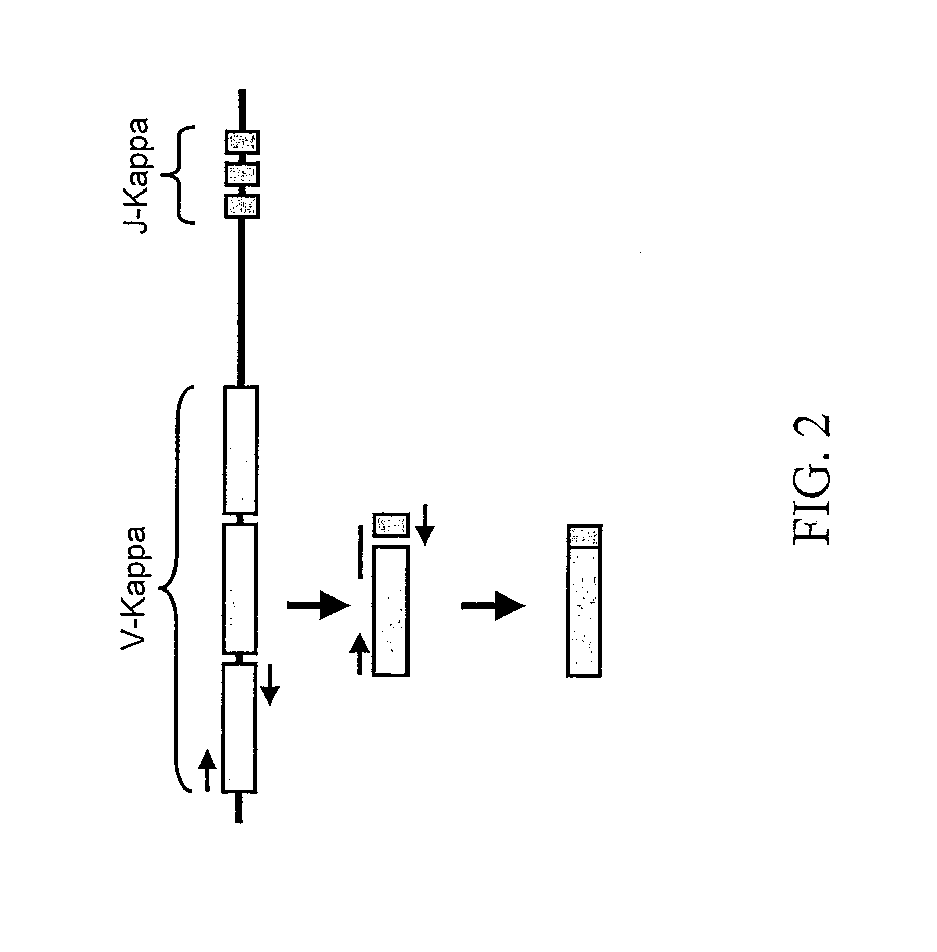 Methods and compositions for generation of germline human antibody genes