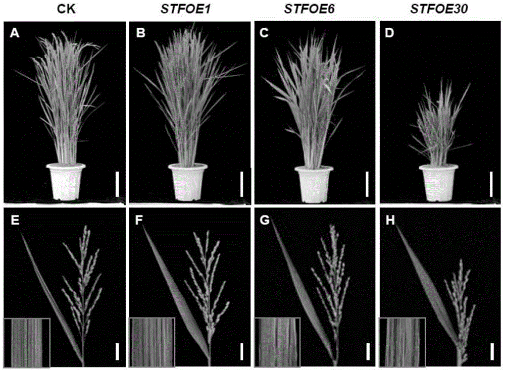 Medicago truncatula leaf development regulatory gene STF, encoding protein and application of encoding protein
