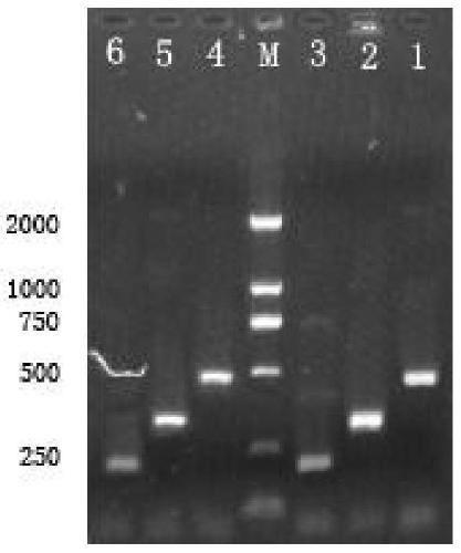 Triple PCR primers, kit and method for simultaneously detecting vibrio parahaemolyticus of three genotypes