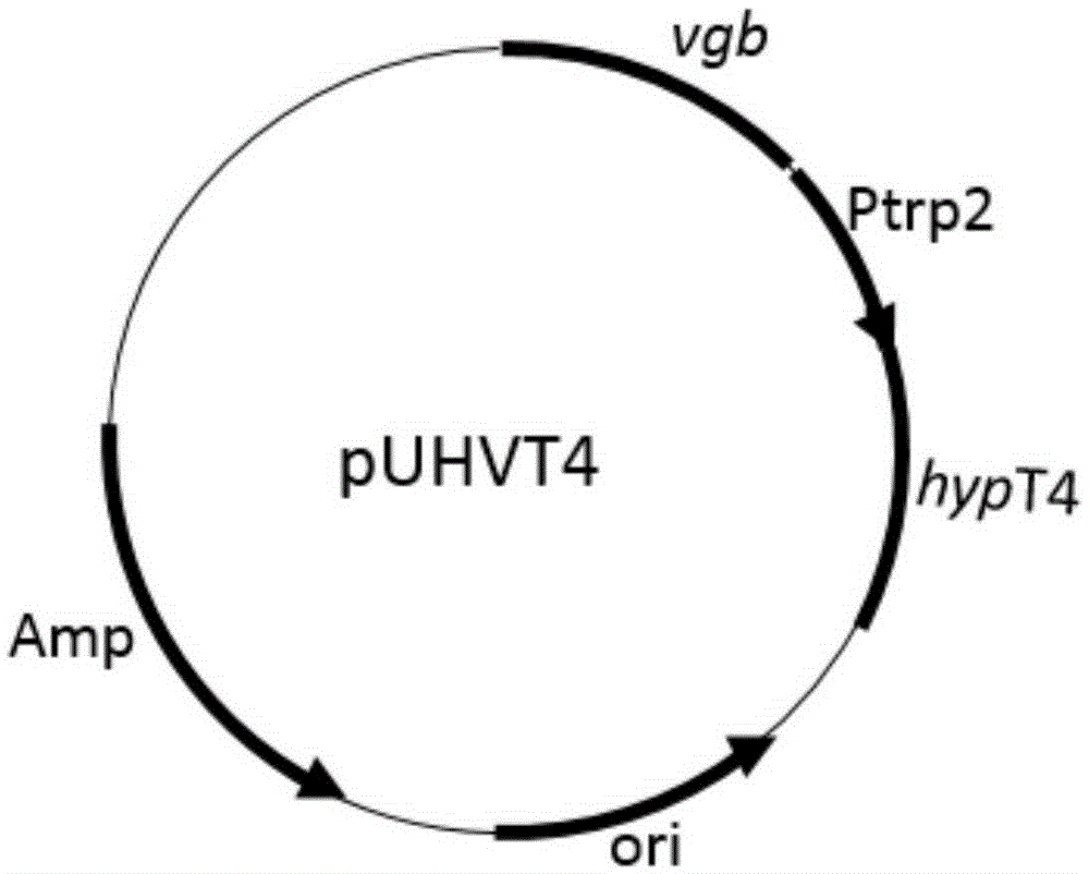 Construction of high-yield trans-4-hydroxyproline sucA gene knockout bacteria