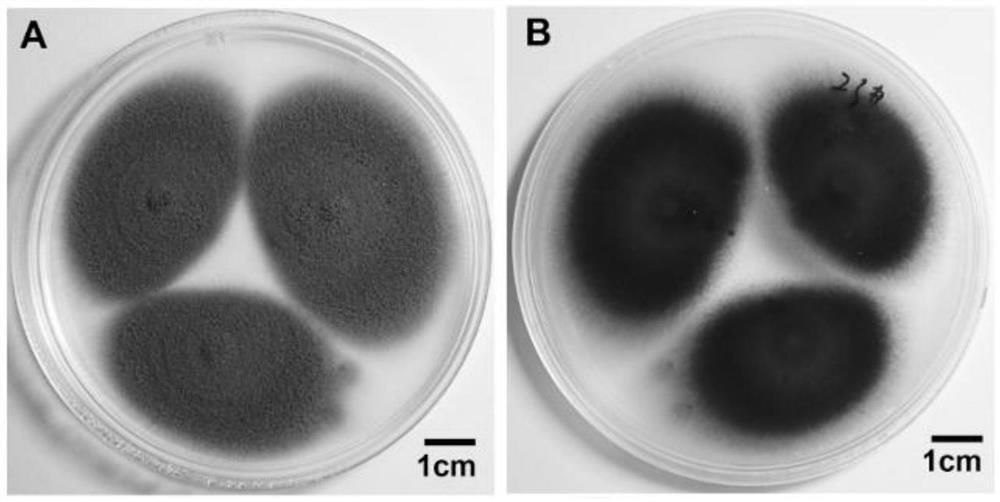 Hyperparasitic fungus separation, identification and fungicide for preventing and treating puccinia striiformis