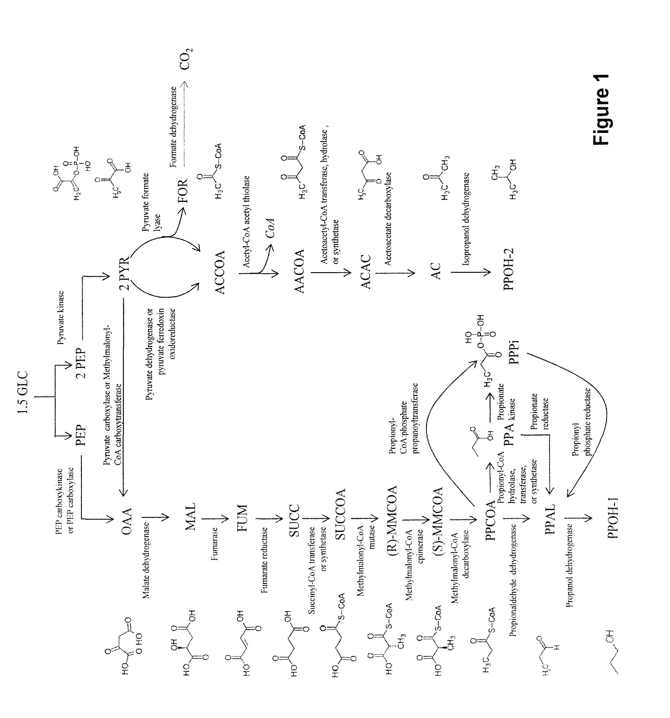 Microorganisms and methods for the co-production of isopropanol and 1,4-butanediol