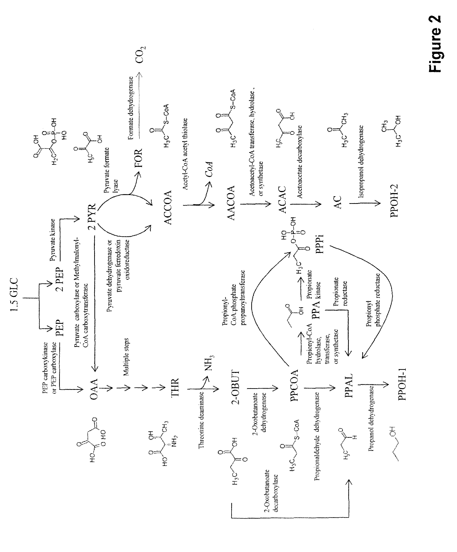 Microorganisms and methods for the co-production of isopropanol and 1,4-butanediol