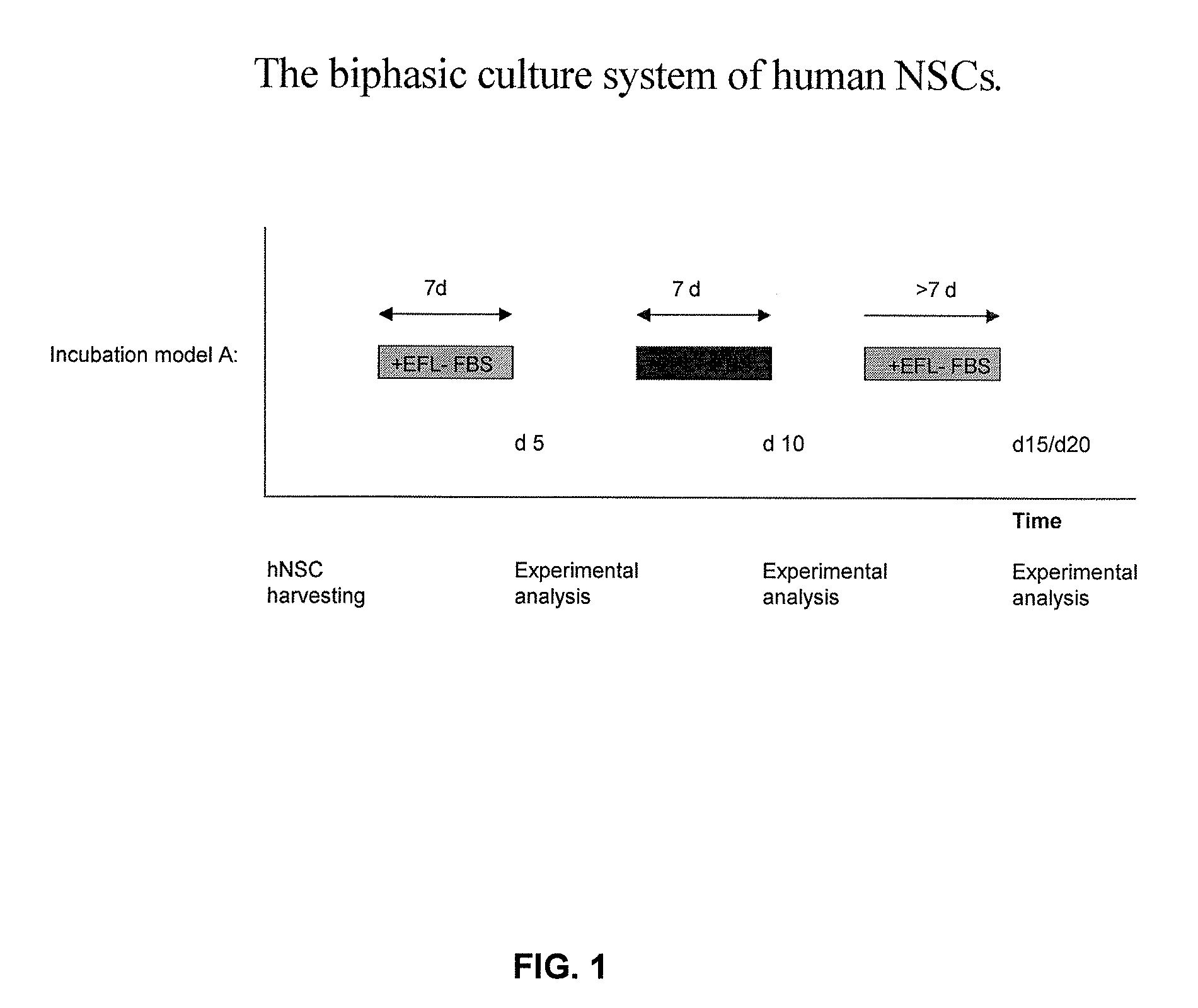 Ex vivo progenitor and stem cell expansion and differentiation for use in the treatment of disease of the nervous system