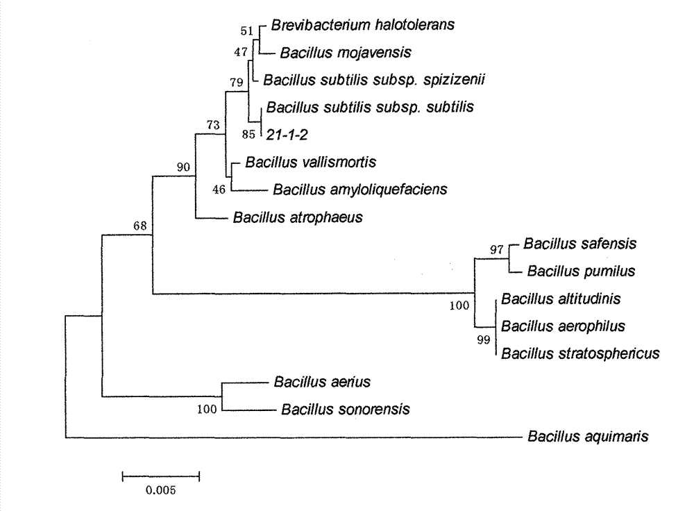 Bacillus subtilis and application of same in resisting aspergillus