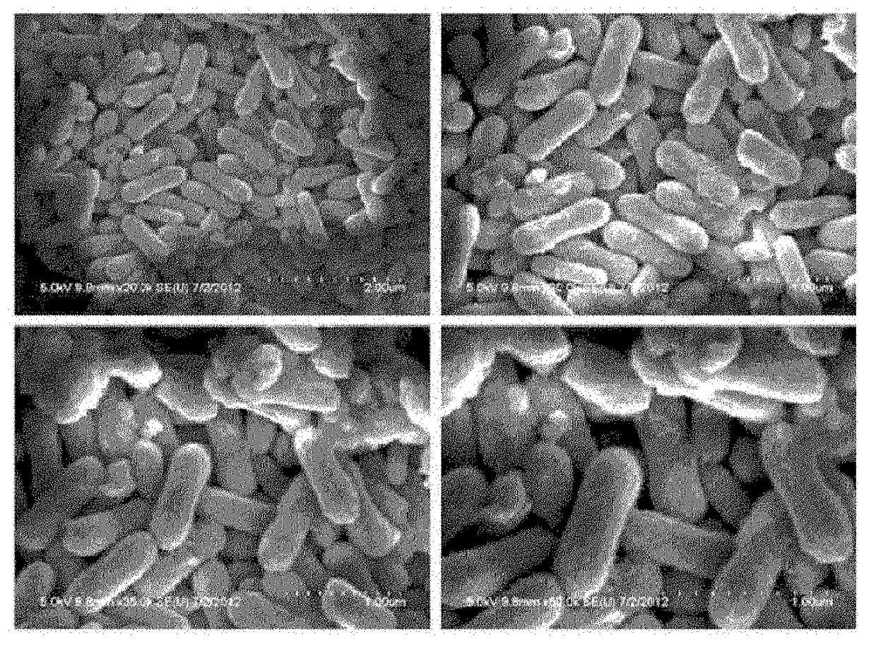 Method of preparing iron oxide nanoparticles