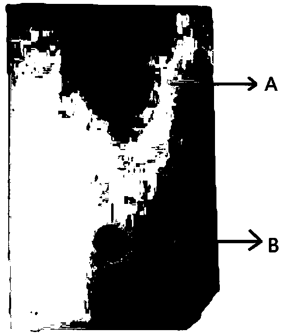 Preparation and application of monoclonal antibody resisting m6A