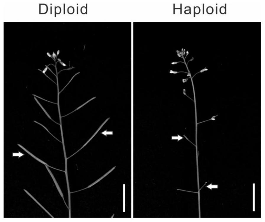 Method for preparing angiosperm haploid from egg cell specific expression gene ECS and application of angiosperm haploid