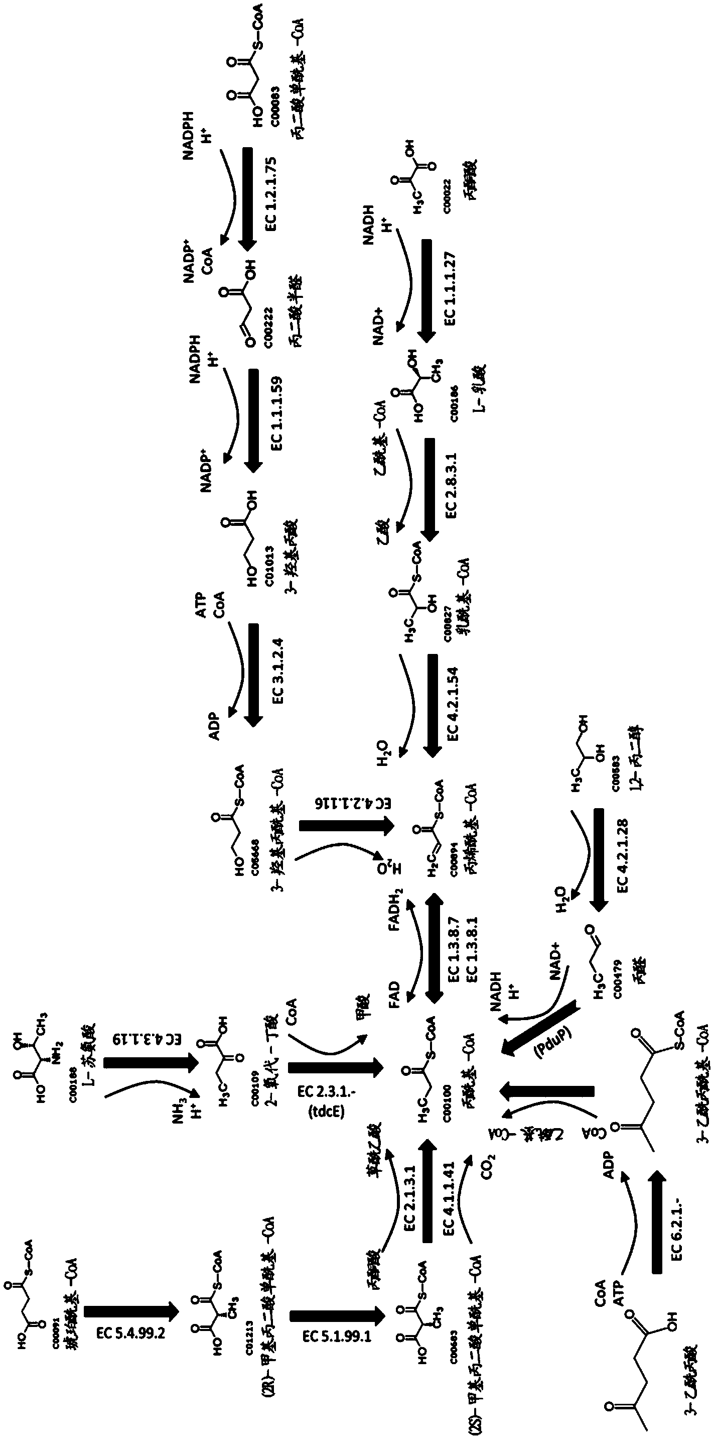 Methods for biosynthesizing 1,3butadiene