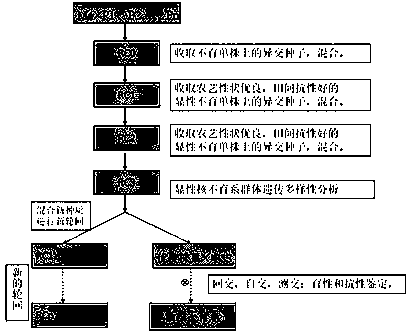 Recurrent breeding method for widening genetic basis of two-line sterile line