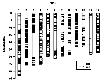 Recurrent breeding method for widening genetic basis of two-line sterile line
