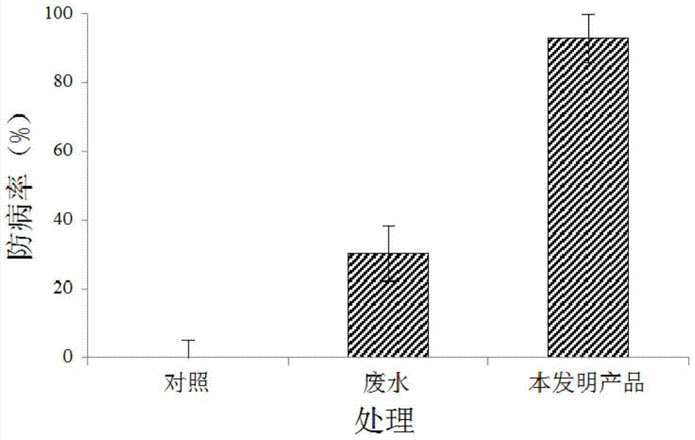 A liquid preparation produced from livestock and poultry breeding wastewater and its application in the prevention and removal of continuous cropping obstacles