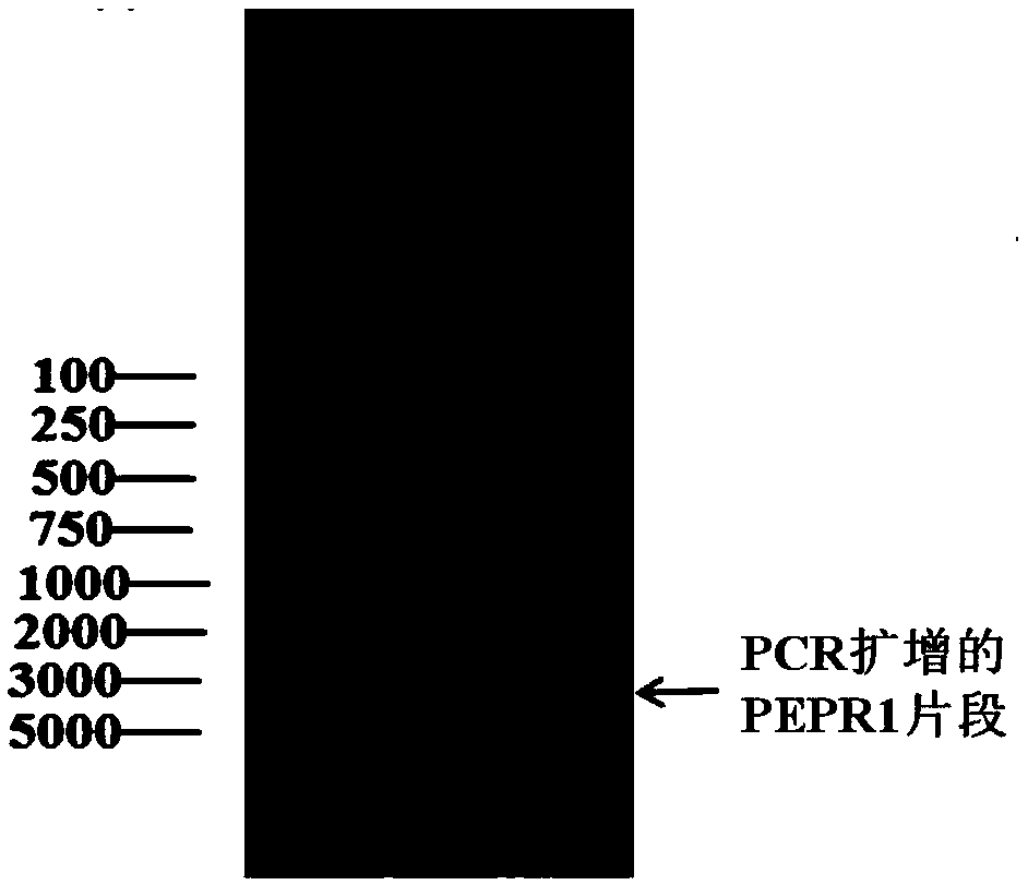 Method for heterogenous expression of PEPR1 protein