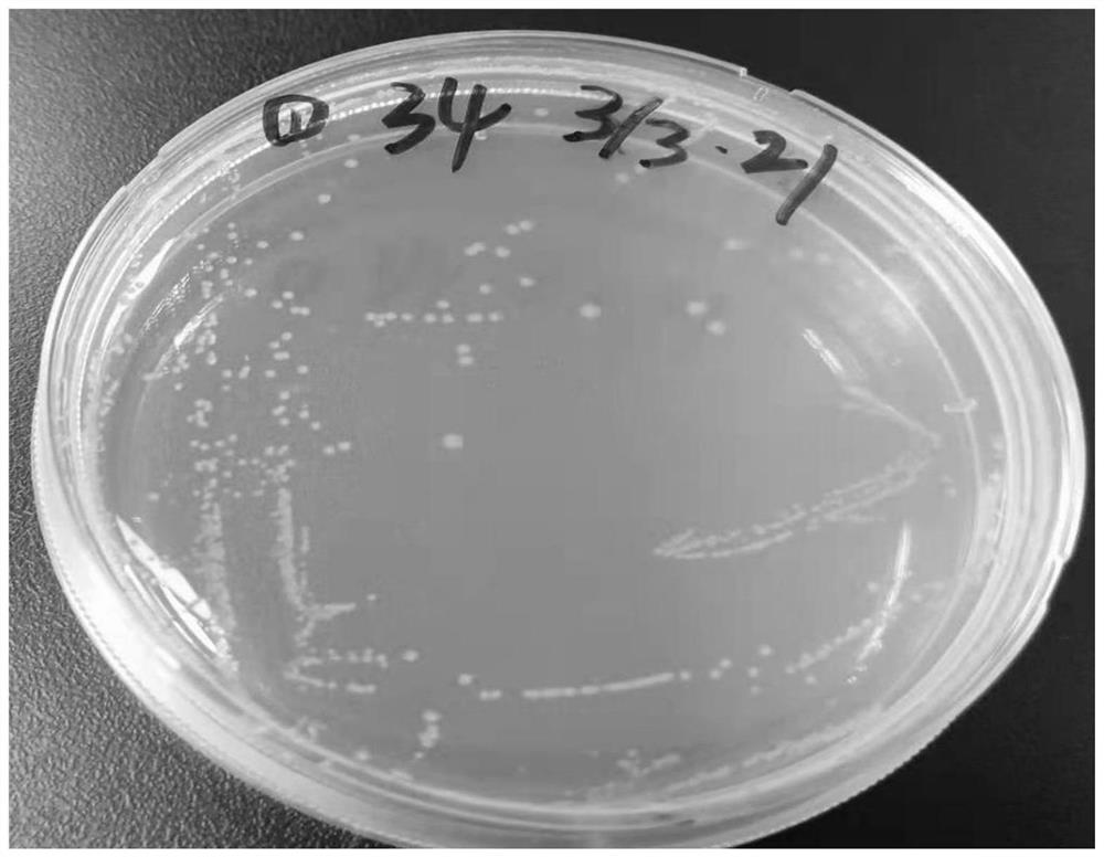 Culture medium for separating brucella in marmot tissues and preparation method thereof