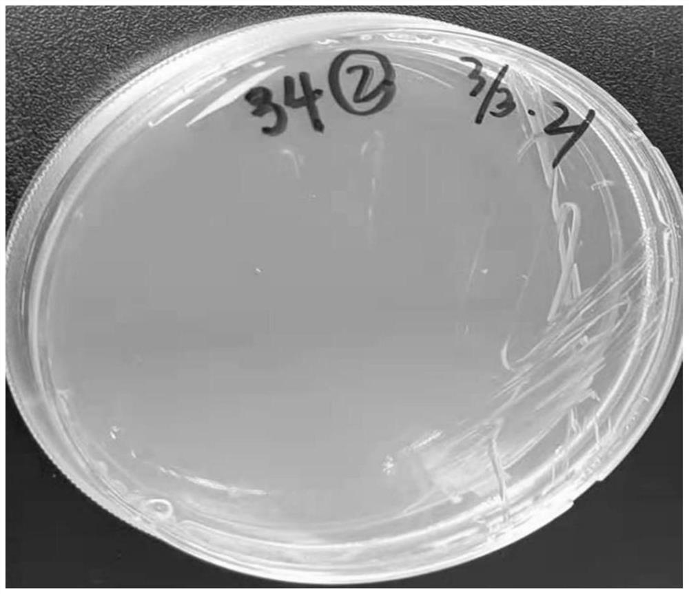 Culture medium for separating brucella in marmot tissues and preparation method thereof