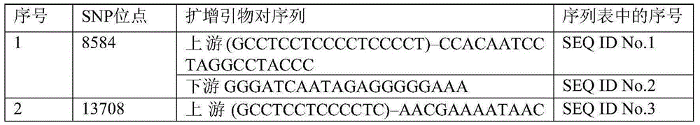 Forensic science compound detection kit based on 26 mitochondrial SNP genetic markers