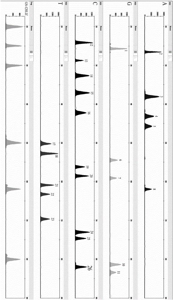 Forensic science compound detection kit based on 26 mitochondrial SNP genetic markers