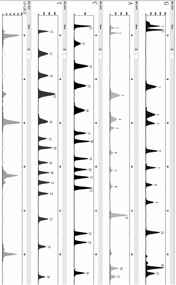 Forensic science compound detection kit based on 26 mitochondrial SNP genetic markers