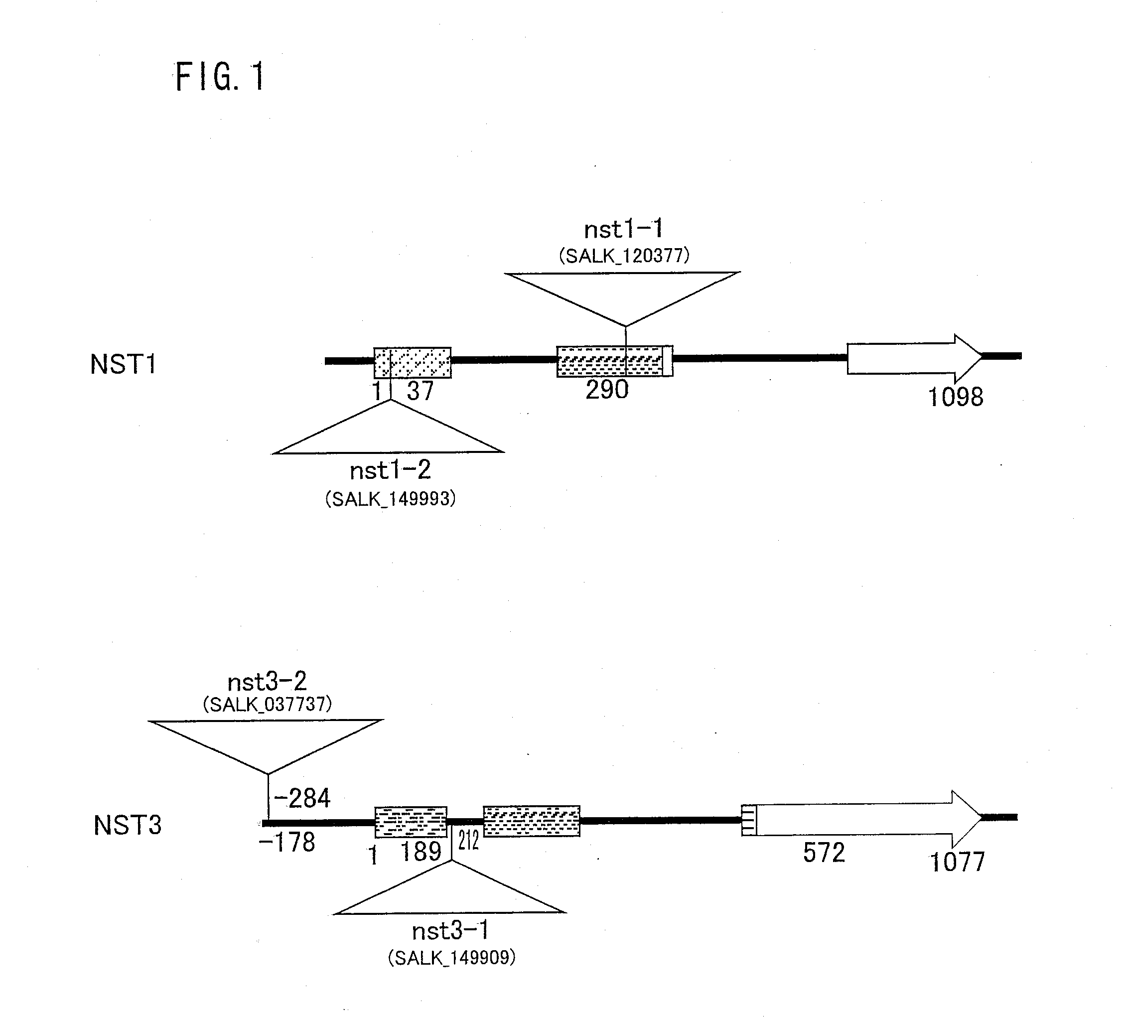Plant having reduced lignin and cellulose contents without reducing glucan content, method of producing the same and utilization thereof