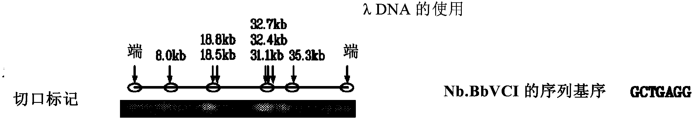 Methods and related devices for single molecule whole genome analysis