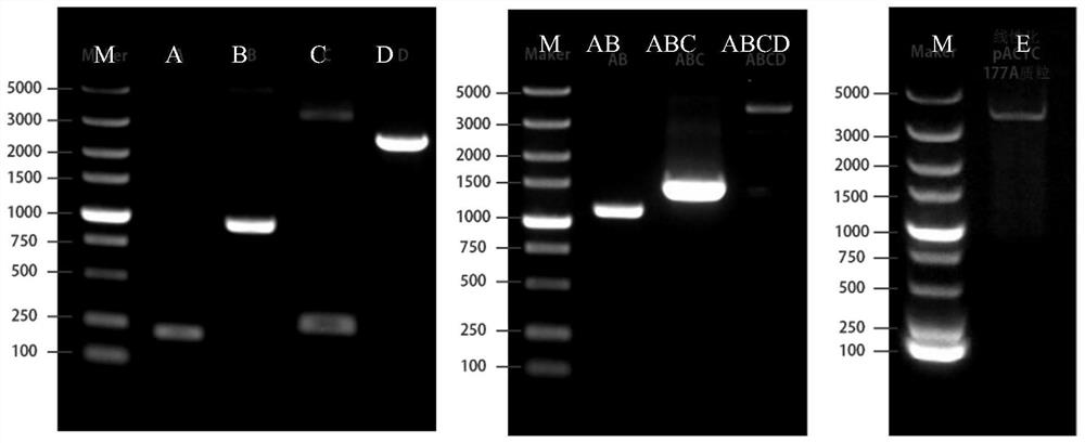 Preparation method of duck Tembusu reporter virus carrying Renilla luciferase and its products and applications
