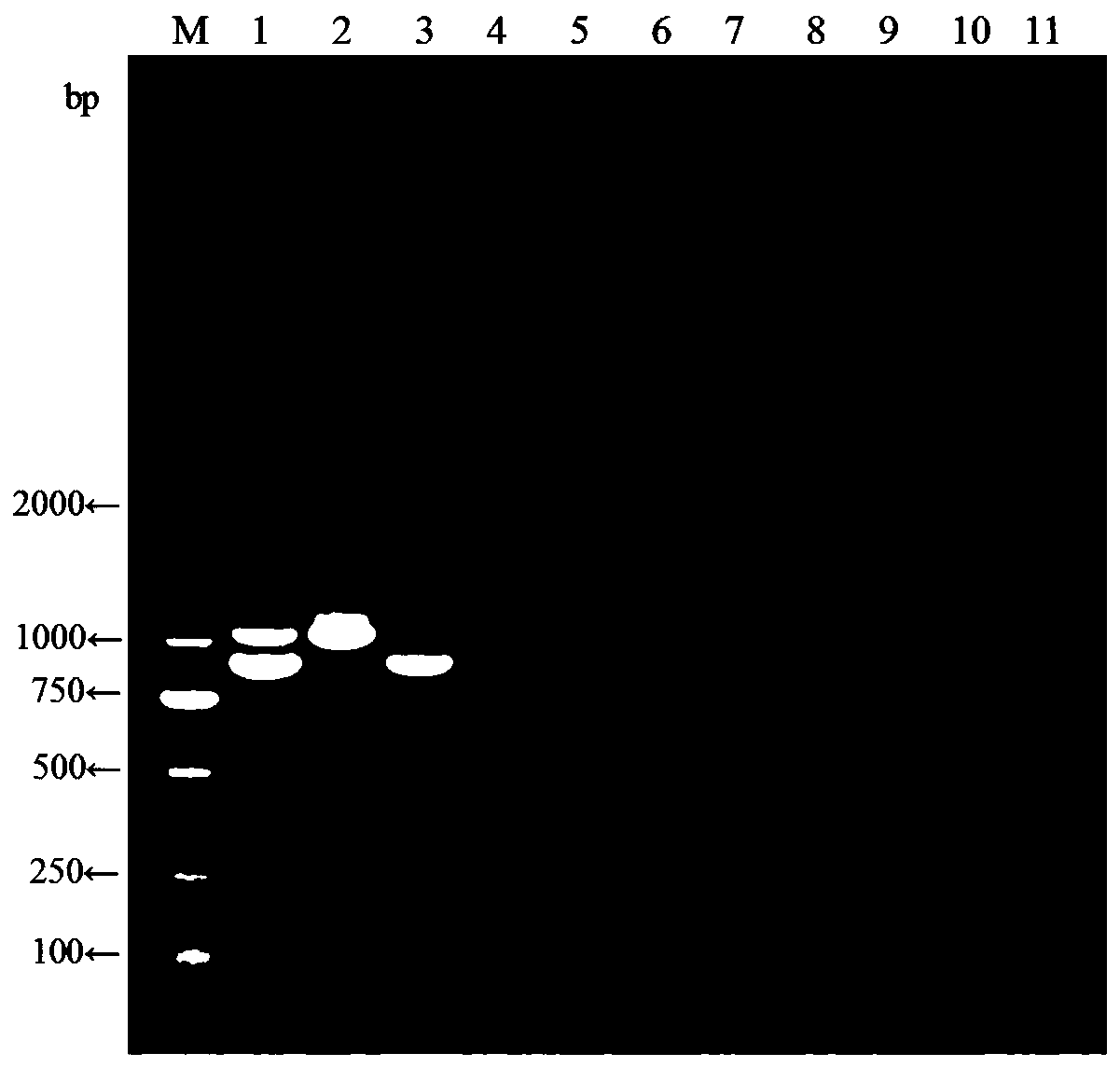 A duplex RT-PCR primer, kit and method for simultaneous amplification of North American and European porcine PRRS virus