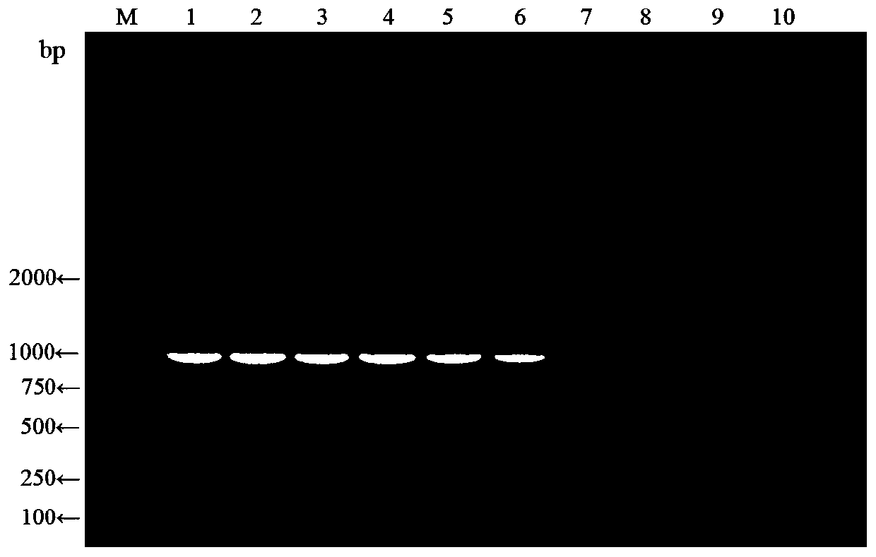 A duplex RT-PCR primer, kit and method for simultaneous amplification of North American and European porcine PRRS virus