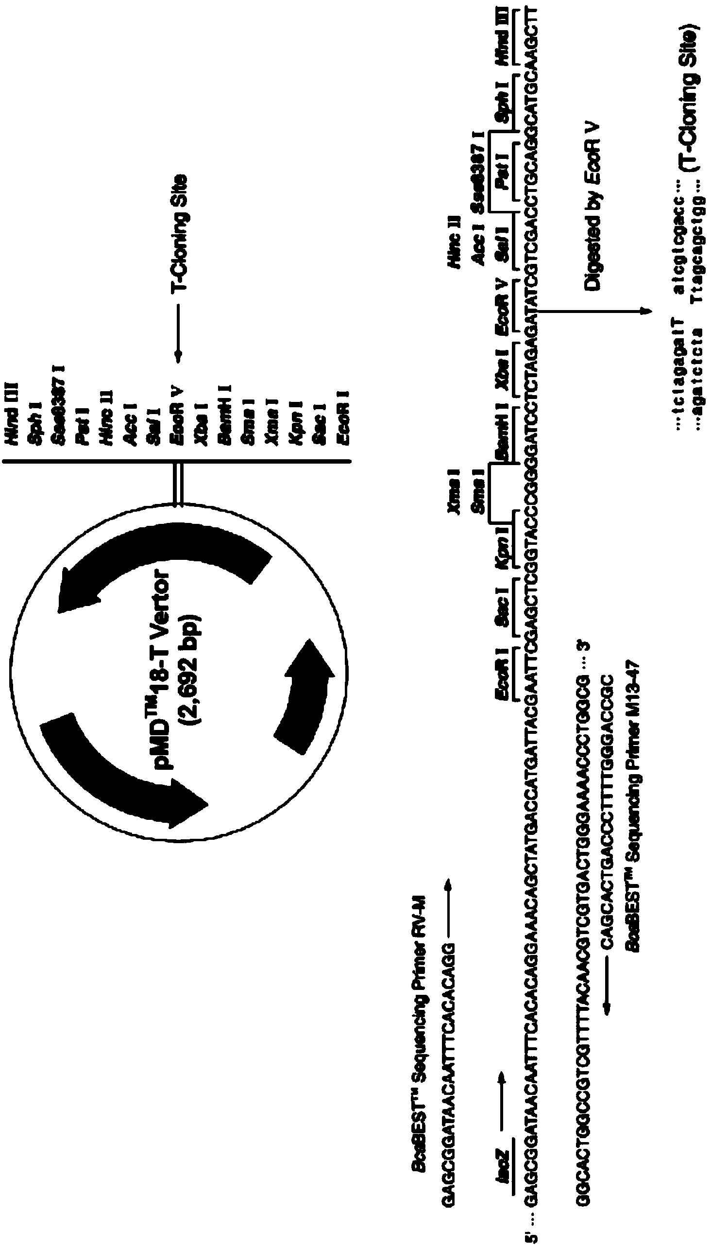 Bacillus cereus and application thereof to preparation of nitrite reductase