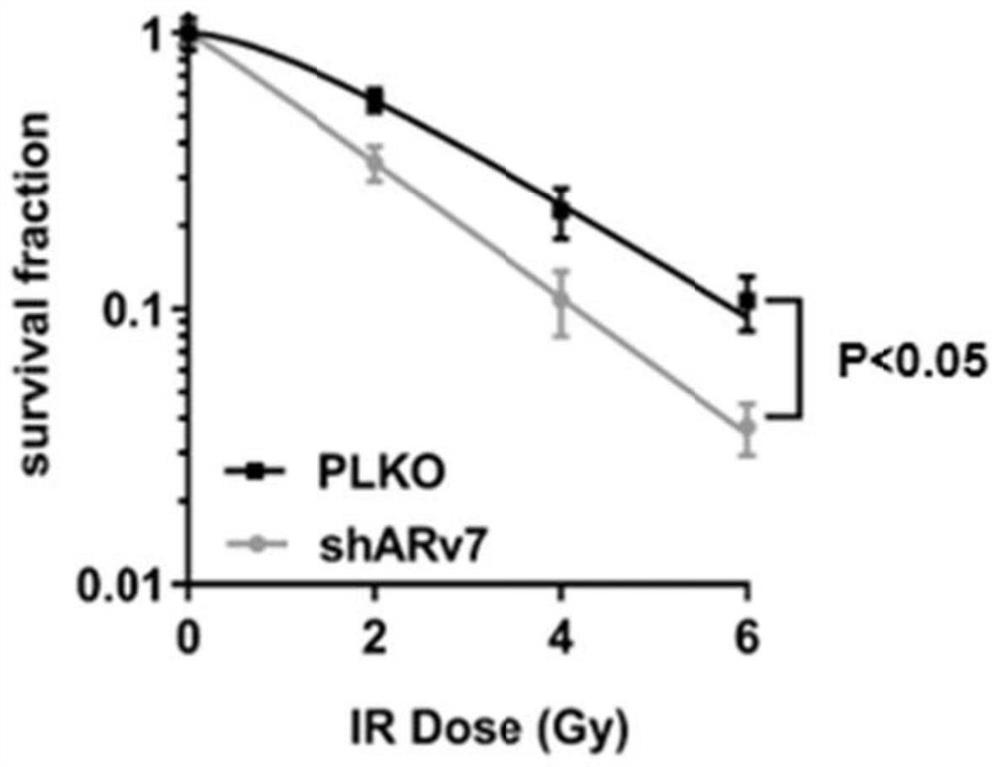 Application of quercetin in preparation of prostate cancer radiotherapy sensitizing drug